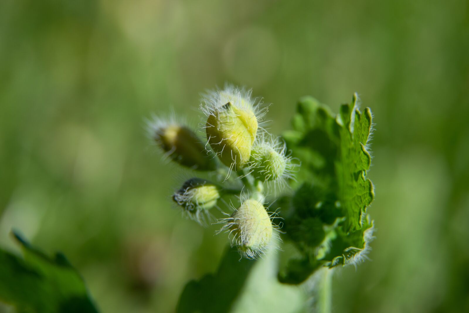 Nikon D3300 sample photo. Flower, garden, nature photography