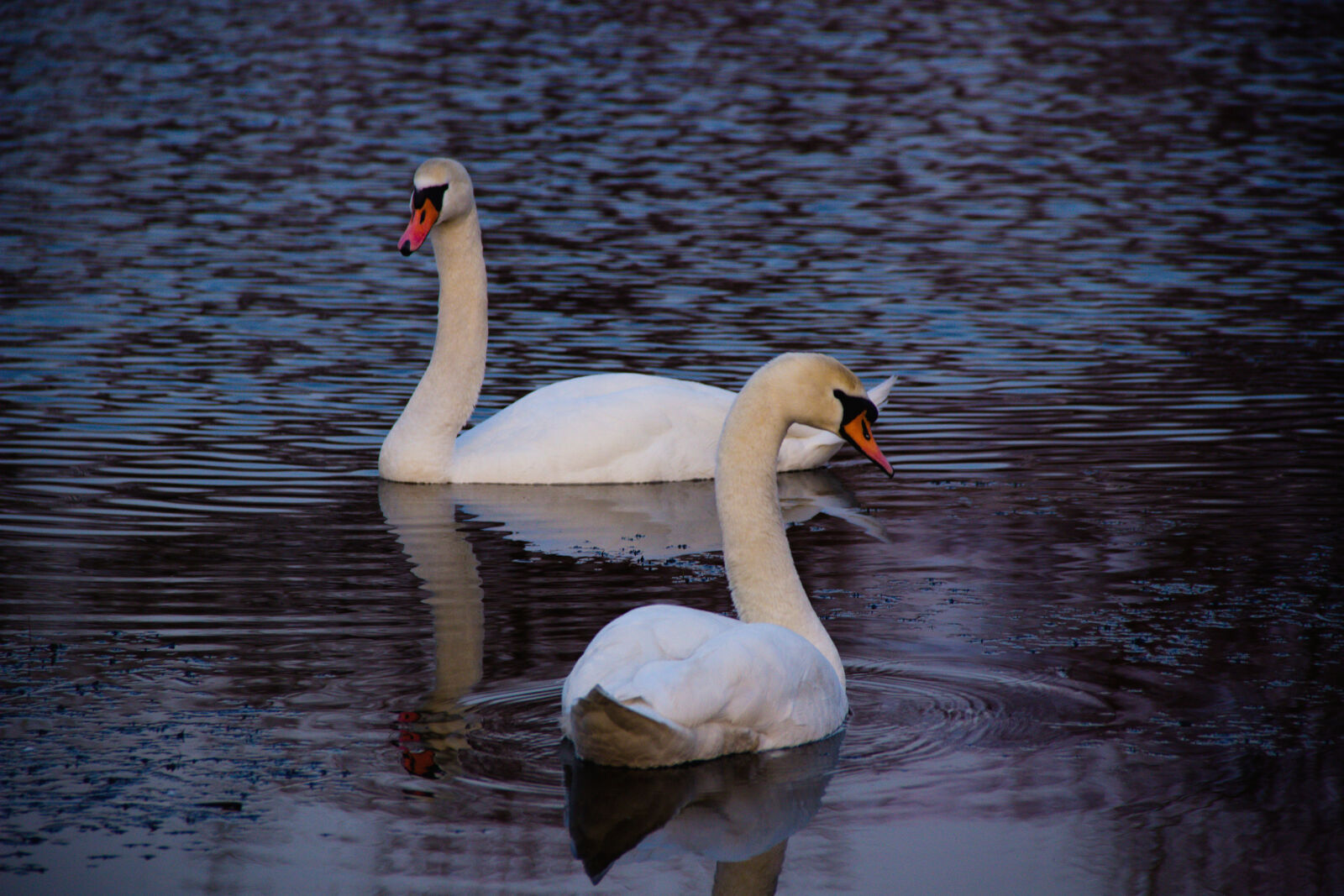 Canon EOS 600D (Rebel EOS T3i / EOS Kiss X5) sample photo. Bird, spring, swan, swans photography