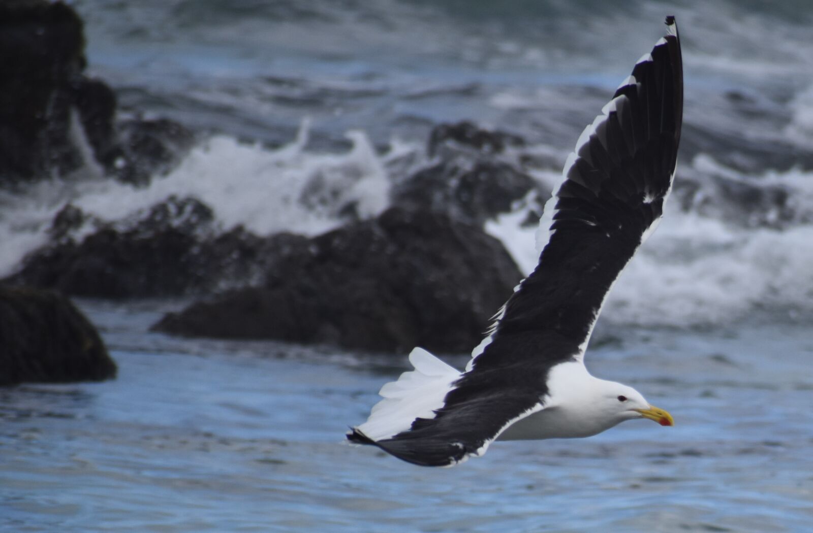Nikon D5500 sample photo. Water, sea, bird photography
