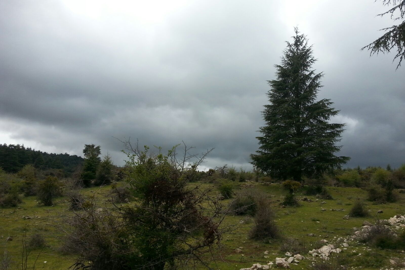 Samsung Galaxy S3 sample photo. Splendor, of, the tree photography