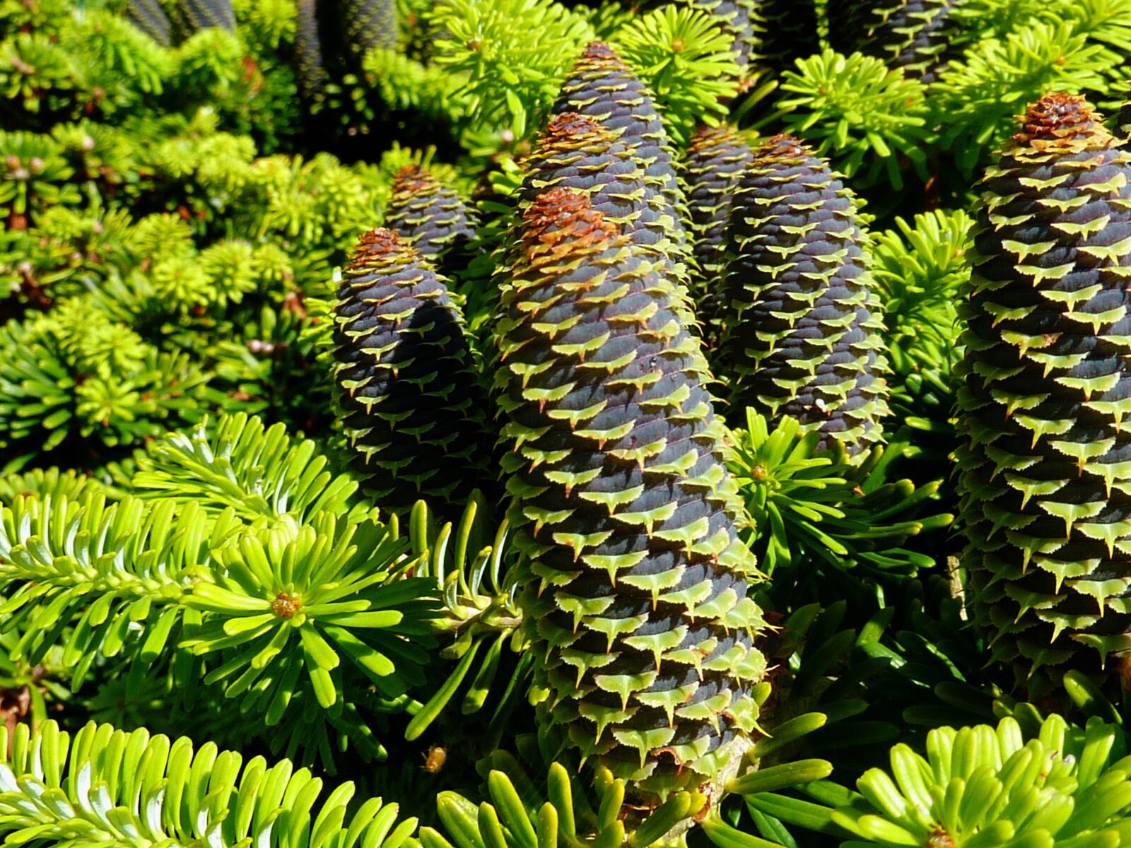 Panasonic DMC-TZ7 sample photo. Tap, conifer, conifers photography