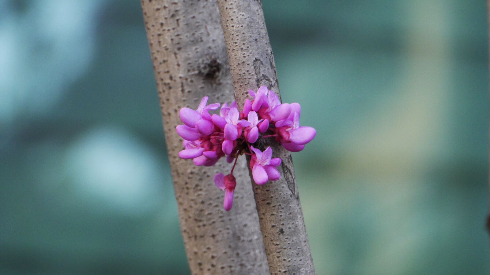 Panasonic Lumix DMC-GH3 sample photo. Nature, flowers, outdoors photography