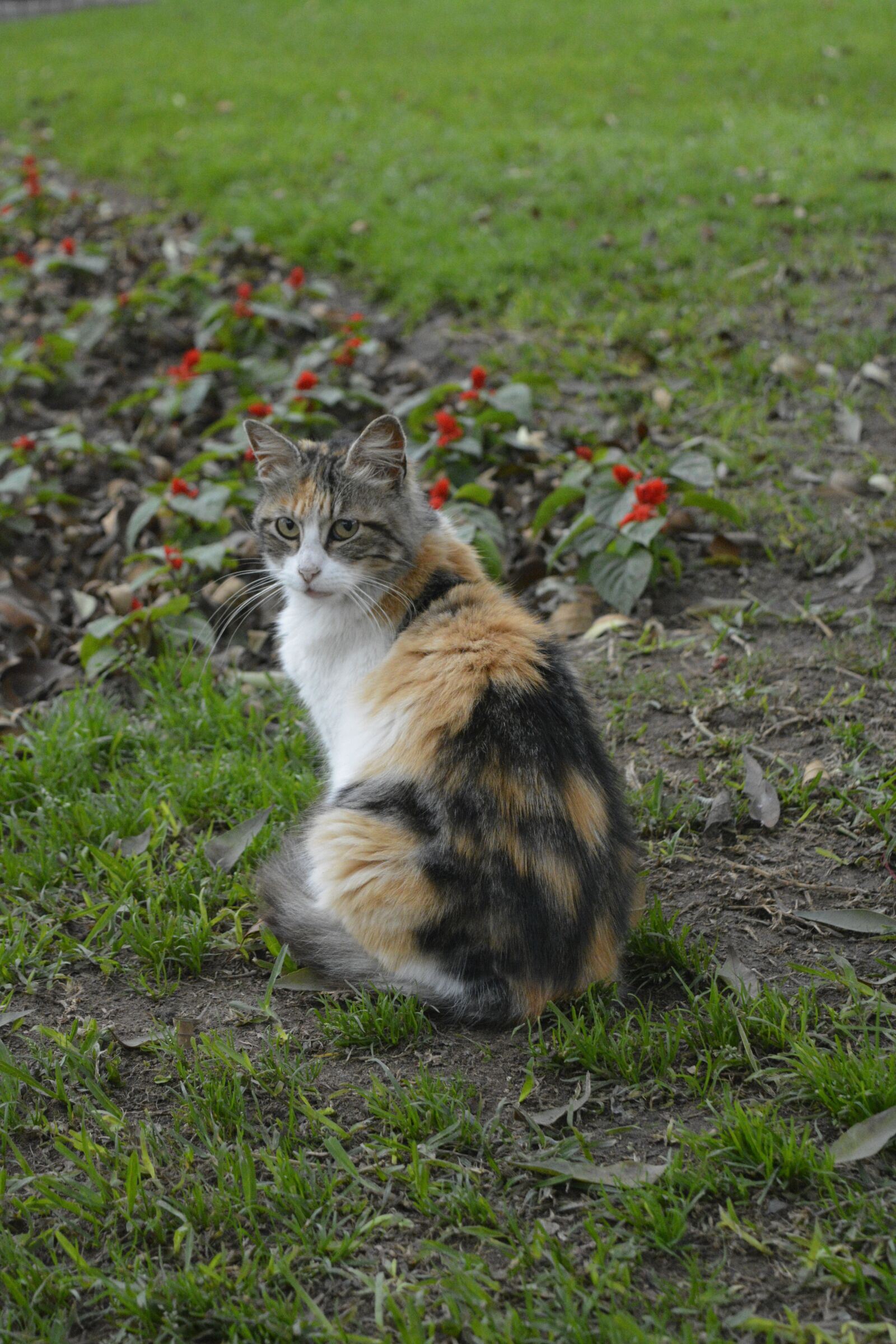 Nikon D5200 sample photo. Calico, cat, feline photography