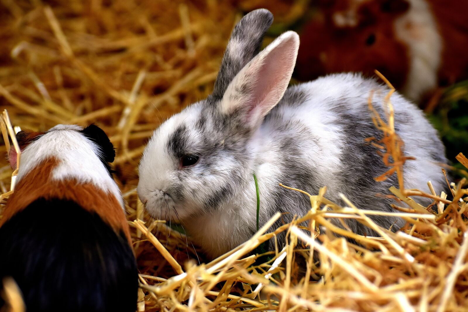 Nikon D7200 sample photo. Rabbit, guinea pig, animals photography
