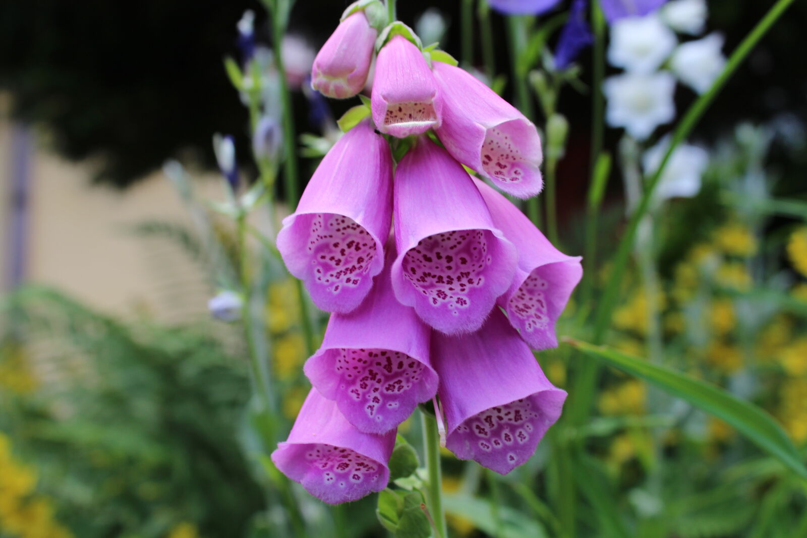Canon EOS 1200D (EOS Rebel T5 / EOS Kiss X70 / EOS Hi) sample photo. Flower, nature photography