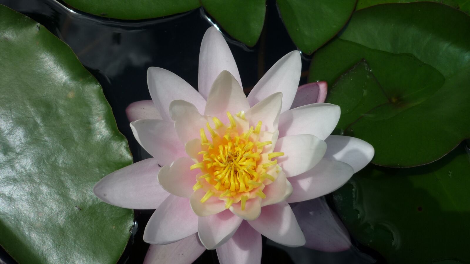 Panasonic Lumix DMC-FS6 sample photo. Water lily, white, german photography