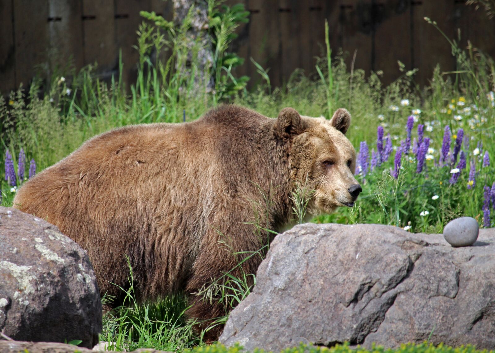 Canon EOS 100D (EOS Rebel SL1 / EOS Kiss X7) + Canon EF-S 55-250mm F4-5.6 IS STM sample photo. Grizzly bear, bear, grizzly photography