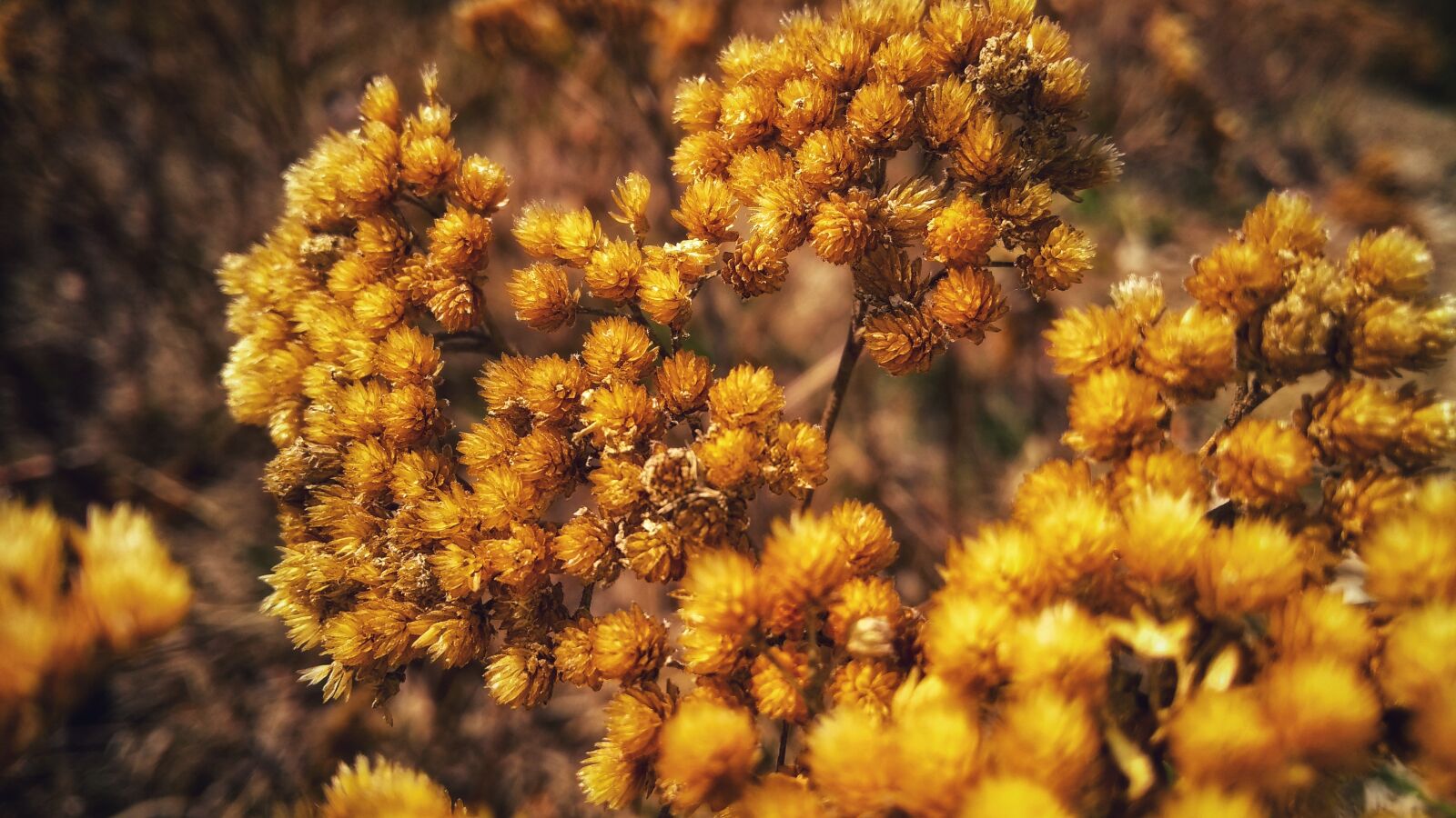 Motorola Moto G (5th Gen) sample photo. Plant, autumn, nature photography