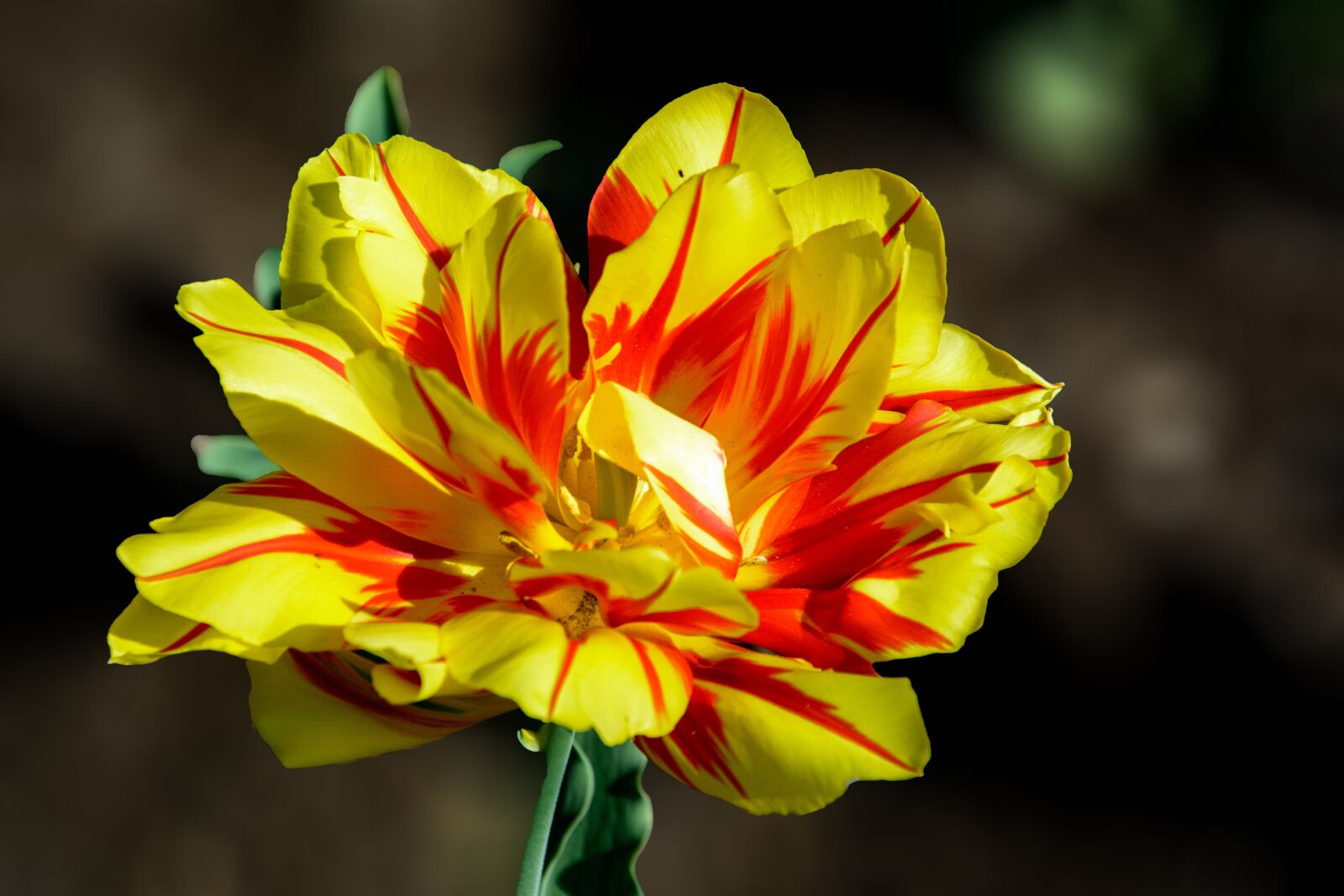 Nikon D5200 sample photo. Tulip, flower, nature photography