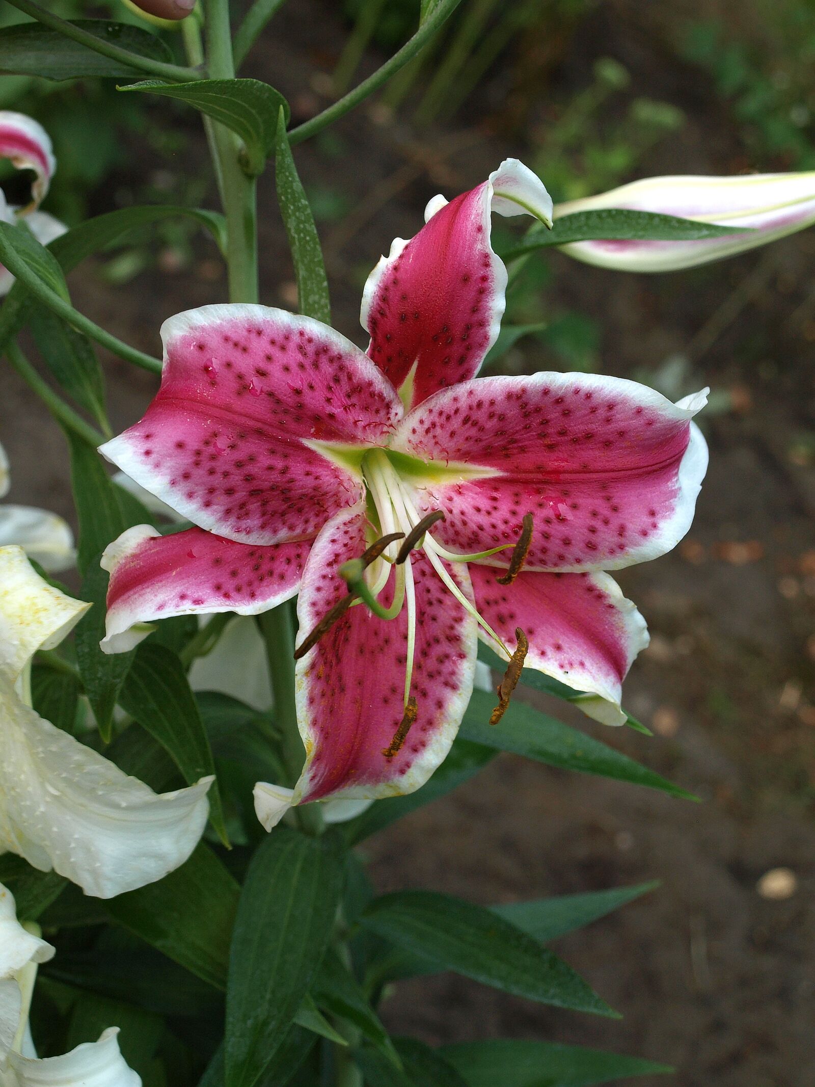 Olympus E-510 (EVOLT E-510) sample photo. Lily, lilium oriental hybrids photography