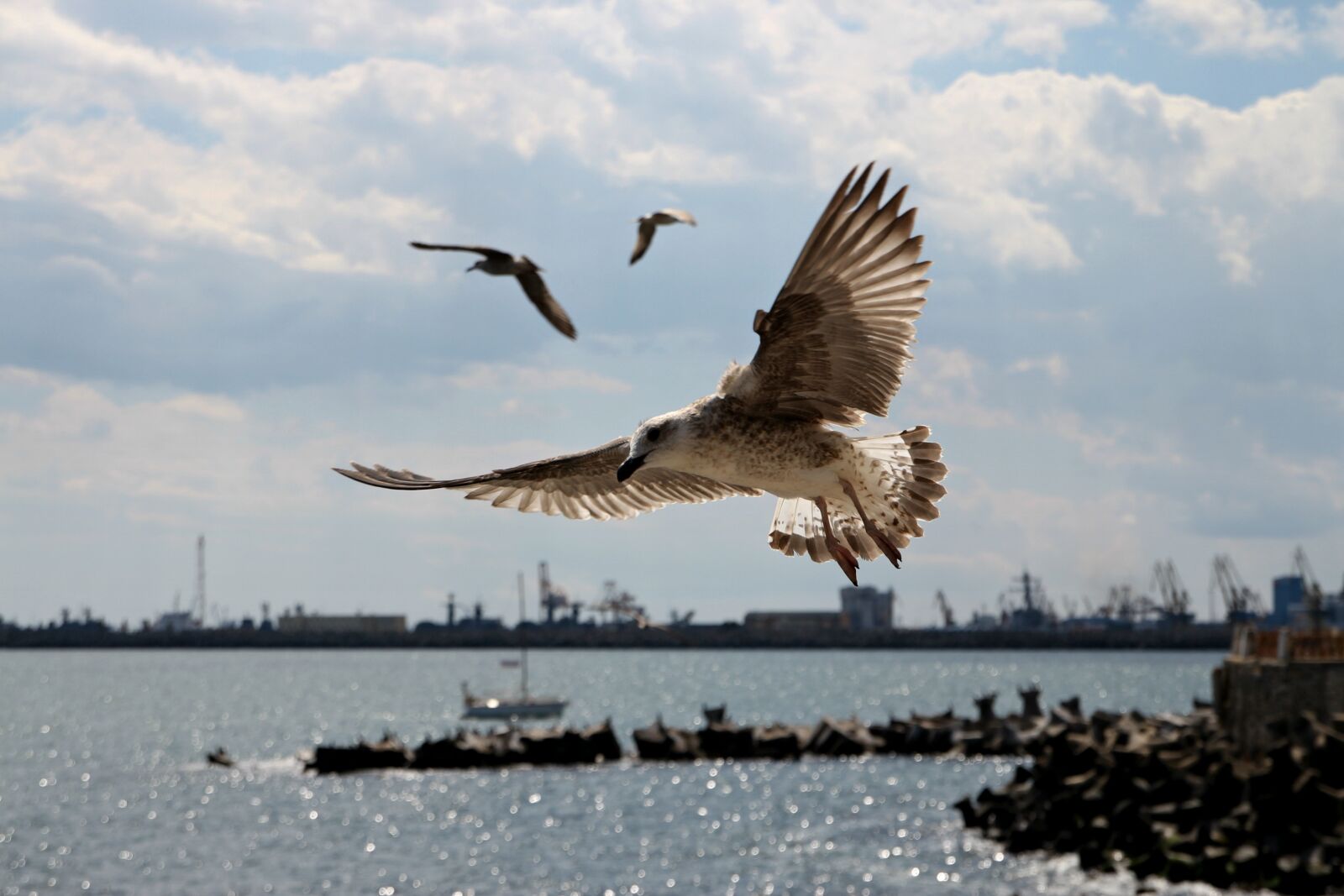 Canon EOS 700D (EOS Rebel T5i / EOS Kiss X7i) sample photo. Seagulls, flight, water photography