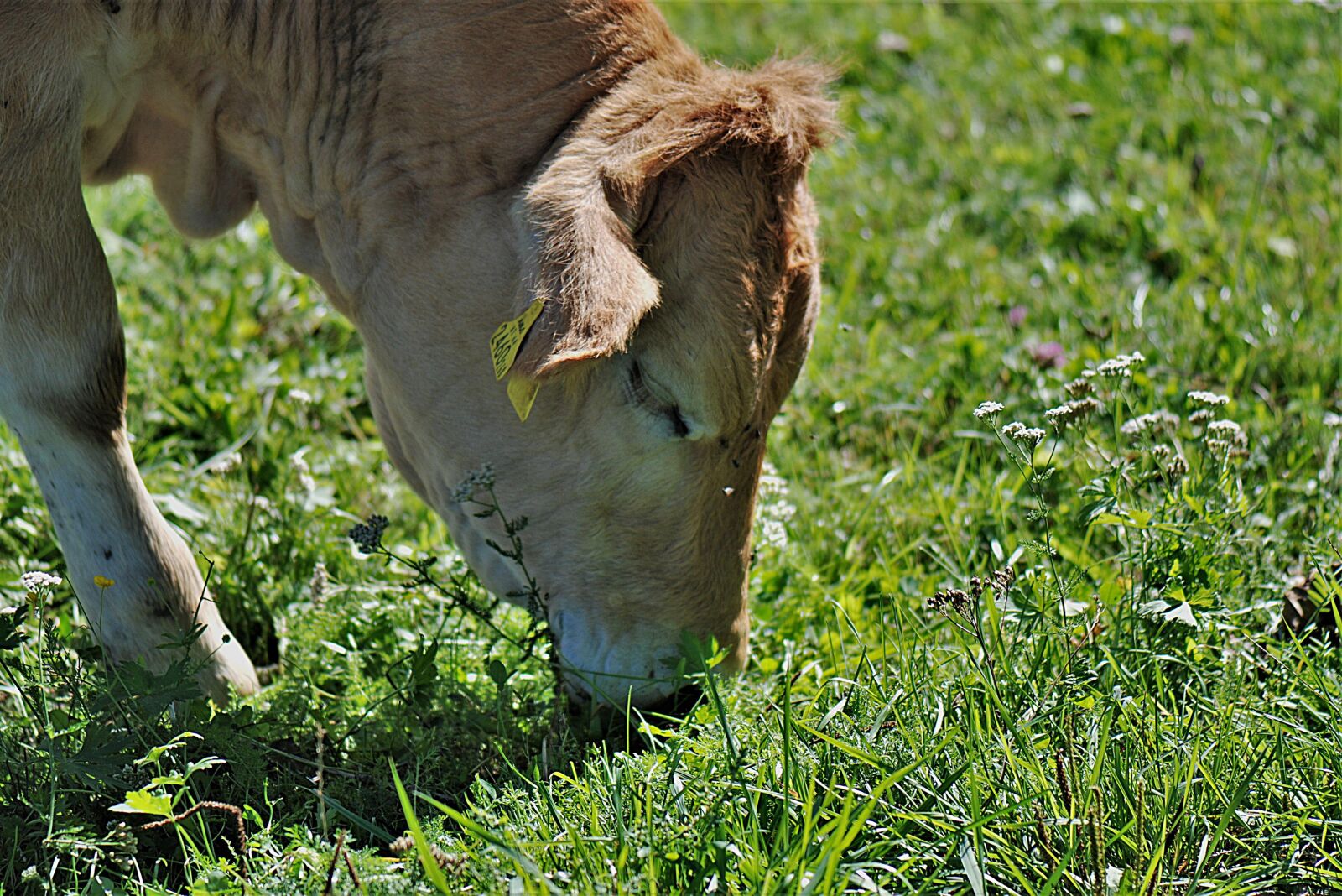 Nikon D80 sample photo. Beef, cow, grazing photography