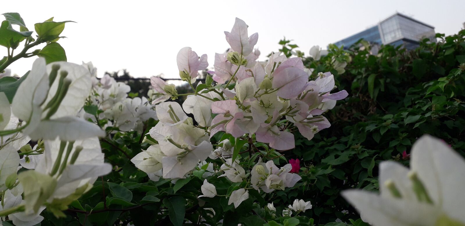 Samsung Galaxy J6 sample photo. Flowers, blooming, nature photography