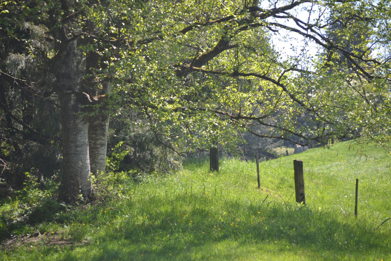 Nikon D3100 sample photo. Tree, field, sunshine photography
