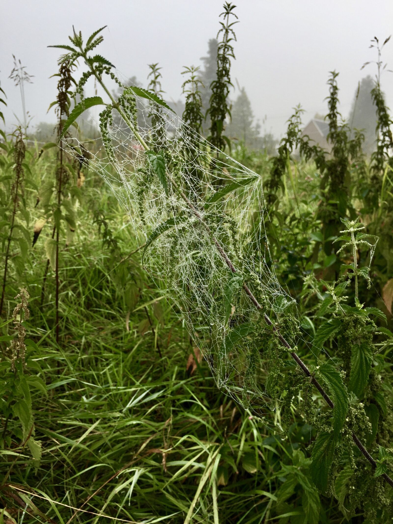 Apple iPhone 6 sample photo. Cobweb, morgenstimmung, fog photography