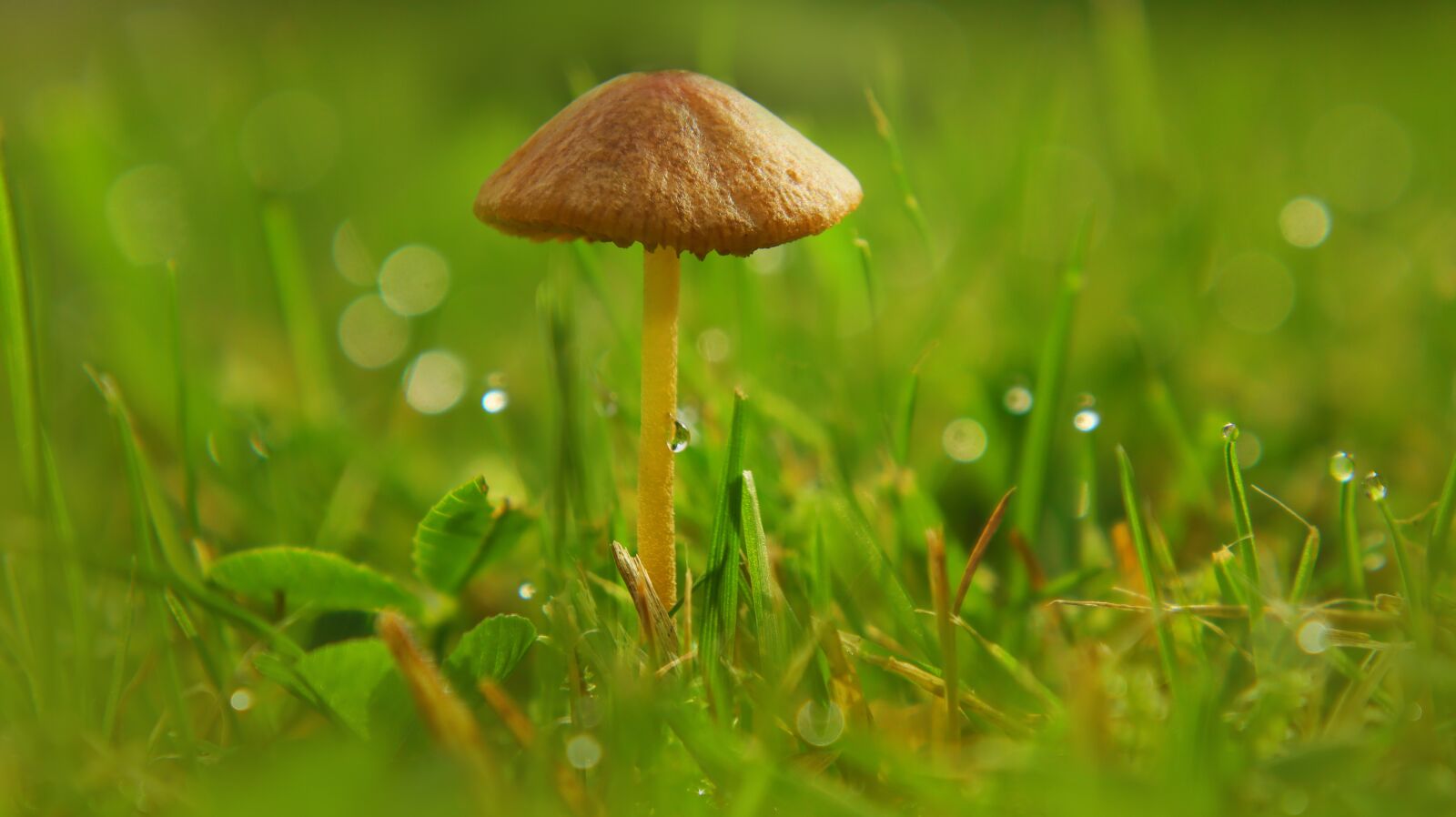 Canon EF-M 15-45mm F3.5-6.3 IS STM sample photo. Mushroom, autumn, nature photography
