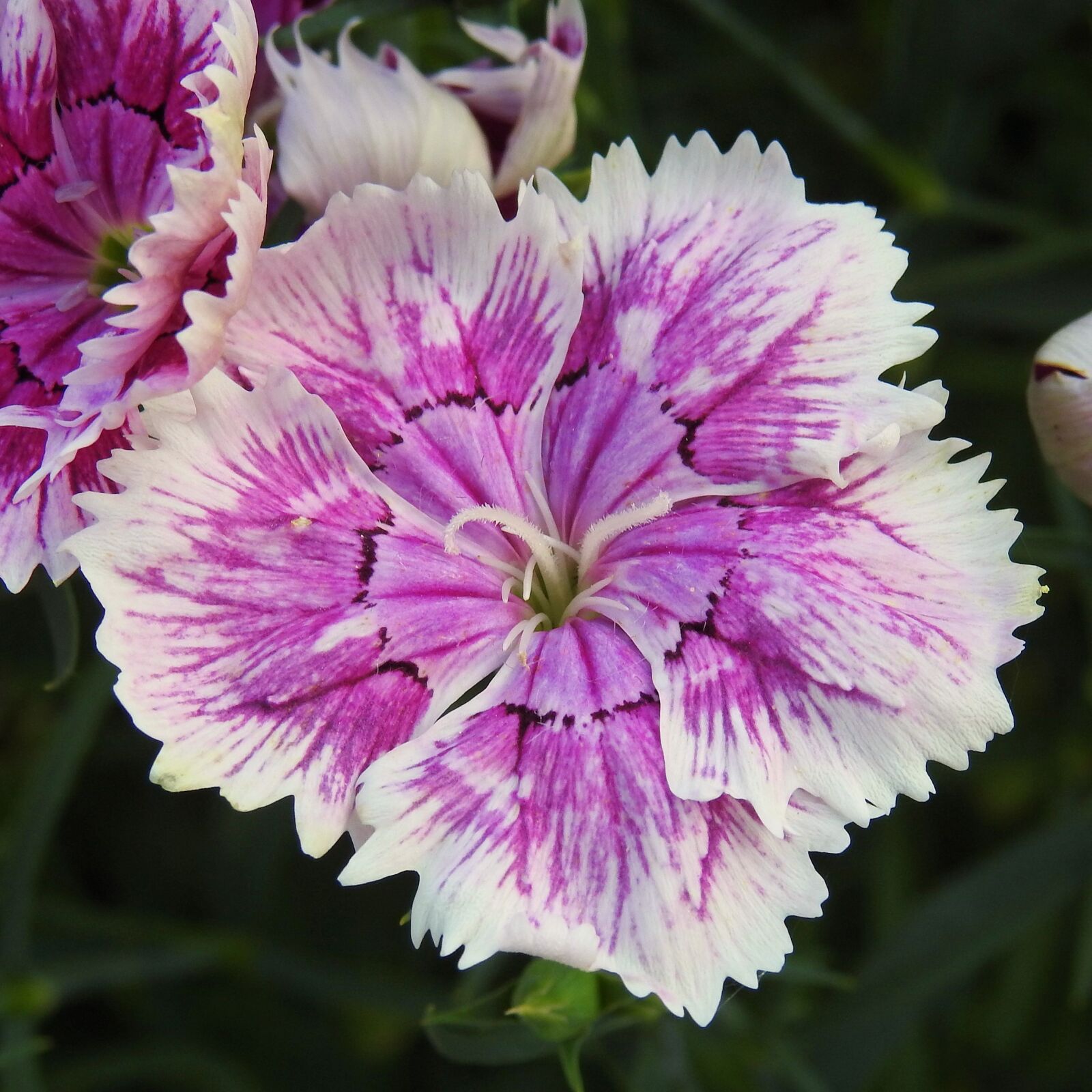 Nikon Coolpix P900 sample photo. Sweet william, blossom, bloom photography