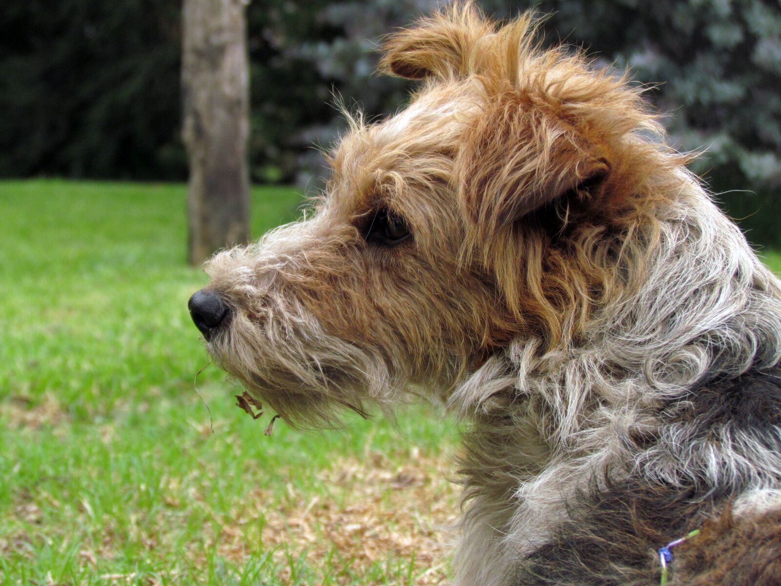 Canon PowerShot SX30 IS sample photo. Look, to, the photography