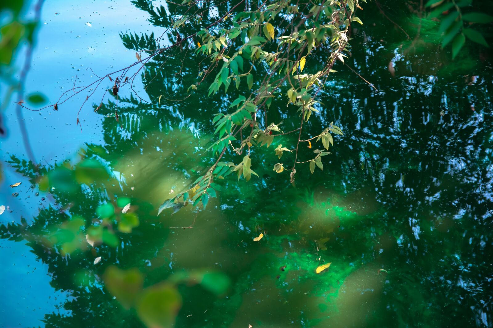 Nikon D5200 sample photo. Tree, art, river photography