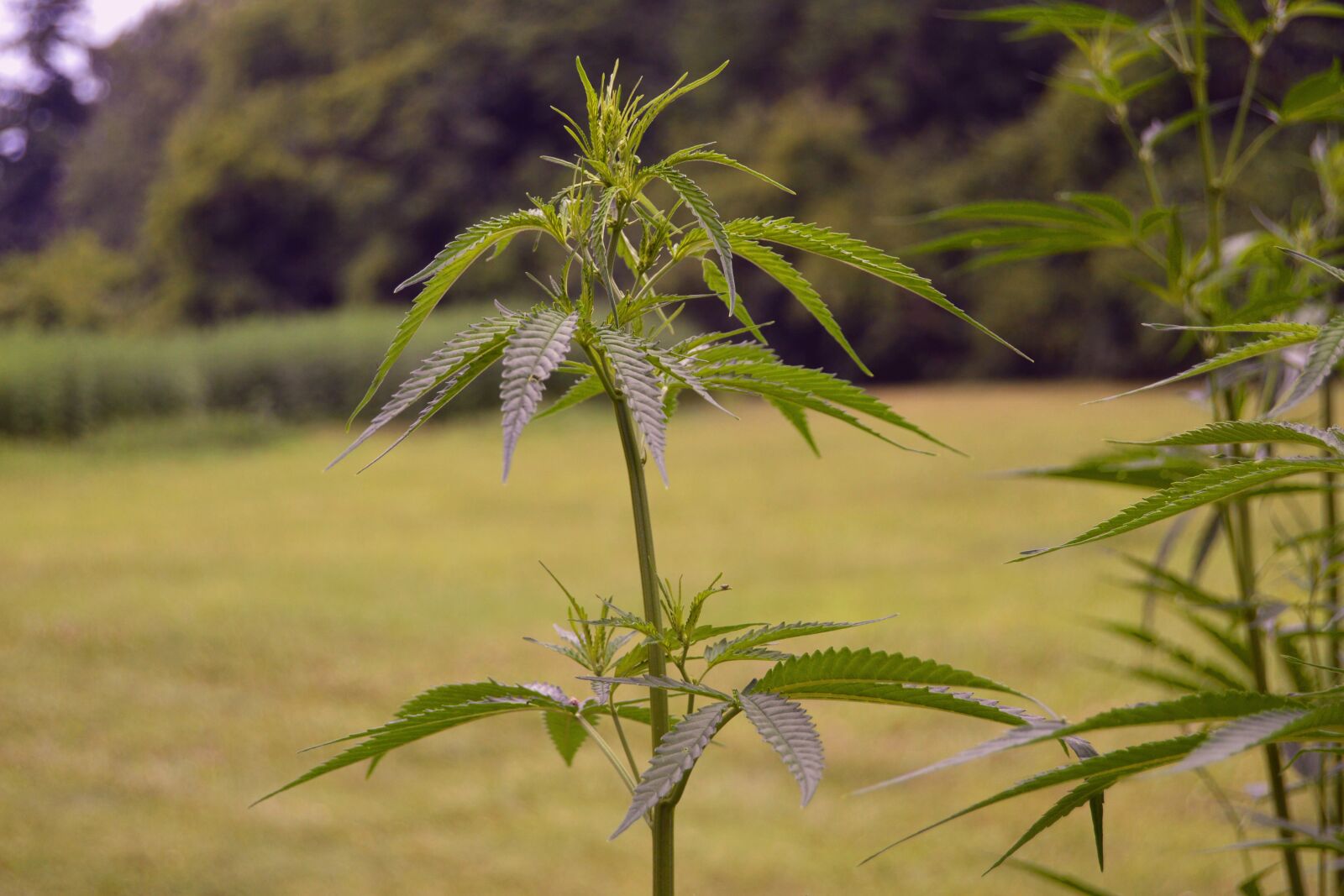 Nikon D3200 sample photo. Hemp, plant, farm photography