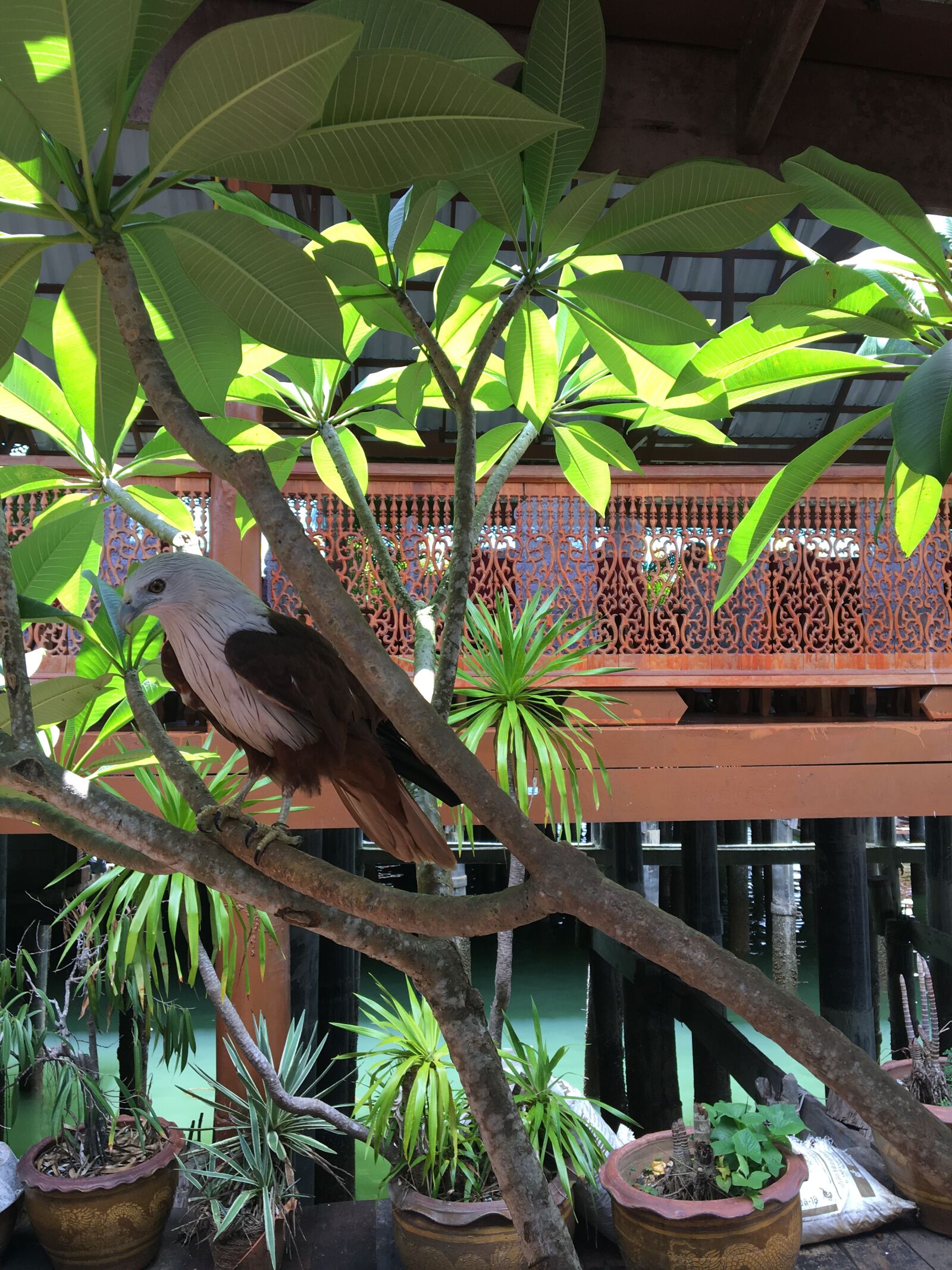 iPhone 6s back camera 4.15mm f/2.2 sample photo
