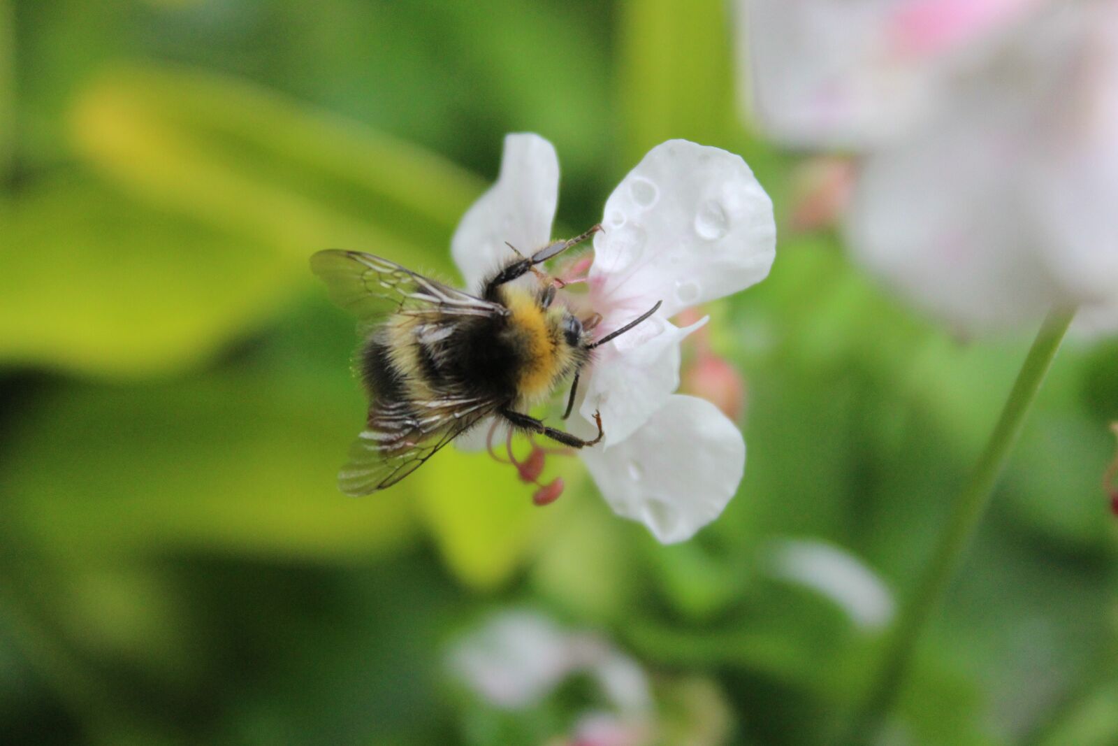 Canon EOS 1300D (EOS Rebel T6 / EOS Kiss X80) sample photo. Bumblebee, insect, pollination photography