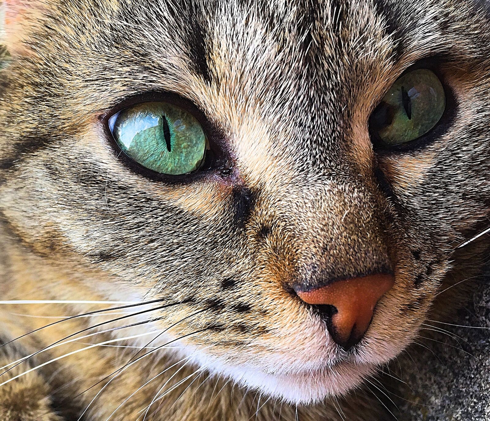 Apple iPhone 6 sample photo. Cat, mieze, tiger photography