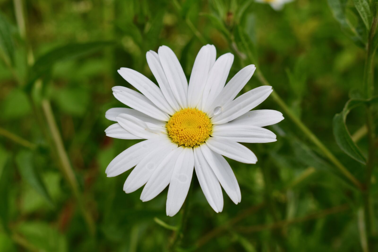 Nikon D3300 sample photo. Daisy, summer, white photography