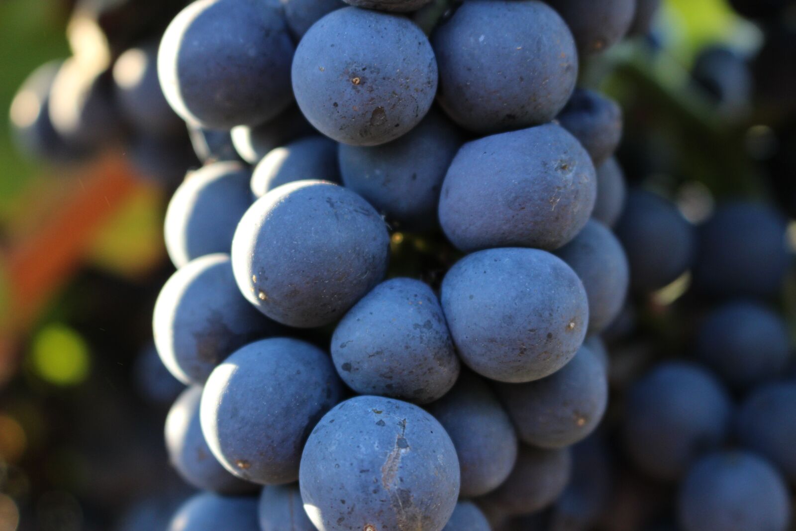 Canon EOS 100D (EOS Rebel SL1 / EOS Kiss X7) sample photo. Grape, vintage, fall photography
