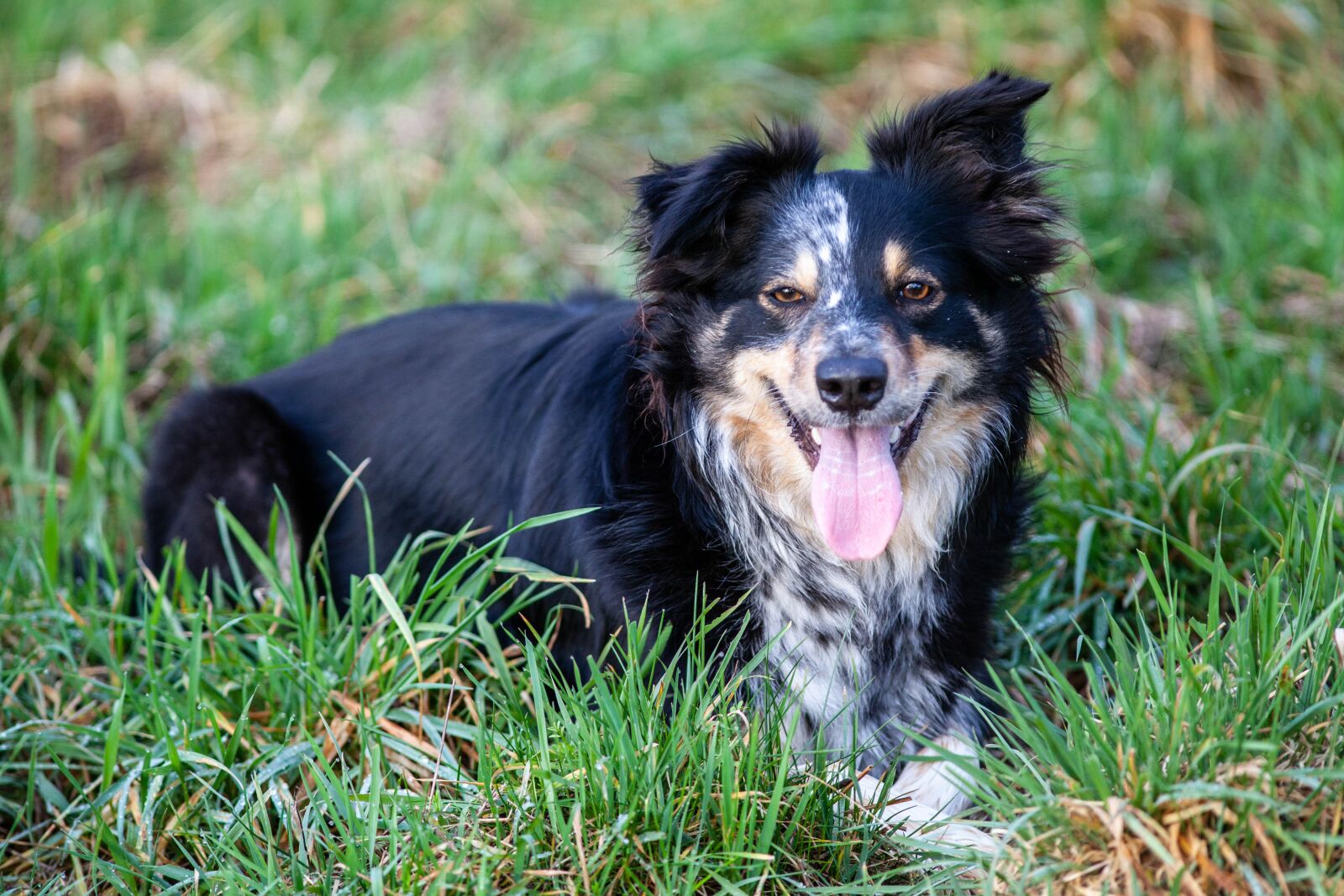 Canon EOS 5D Mark II + Canon EF 300mm F4L IS USM sample photo. Border collie, dog, sheepdog photography