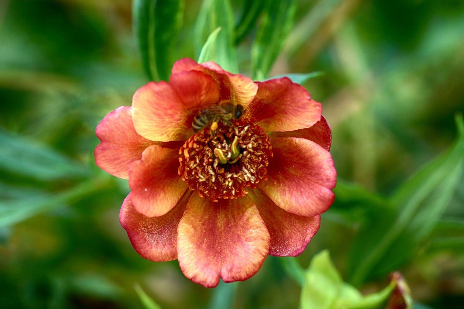 Canon EOS 7D Mark II sample photo. Flower, nature, garden photography