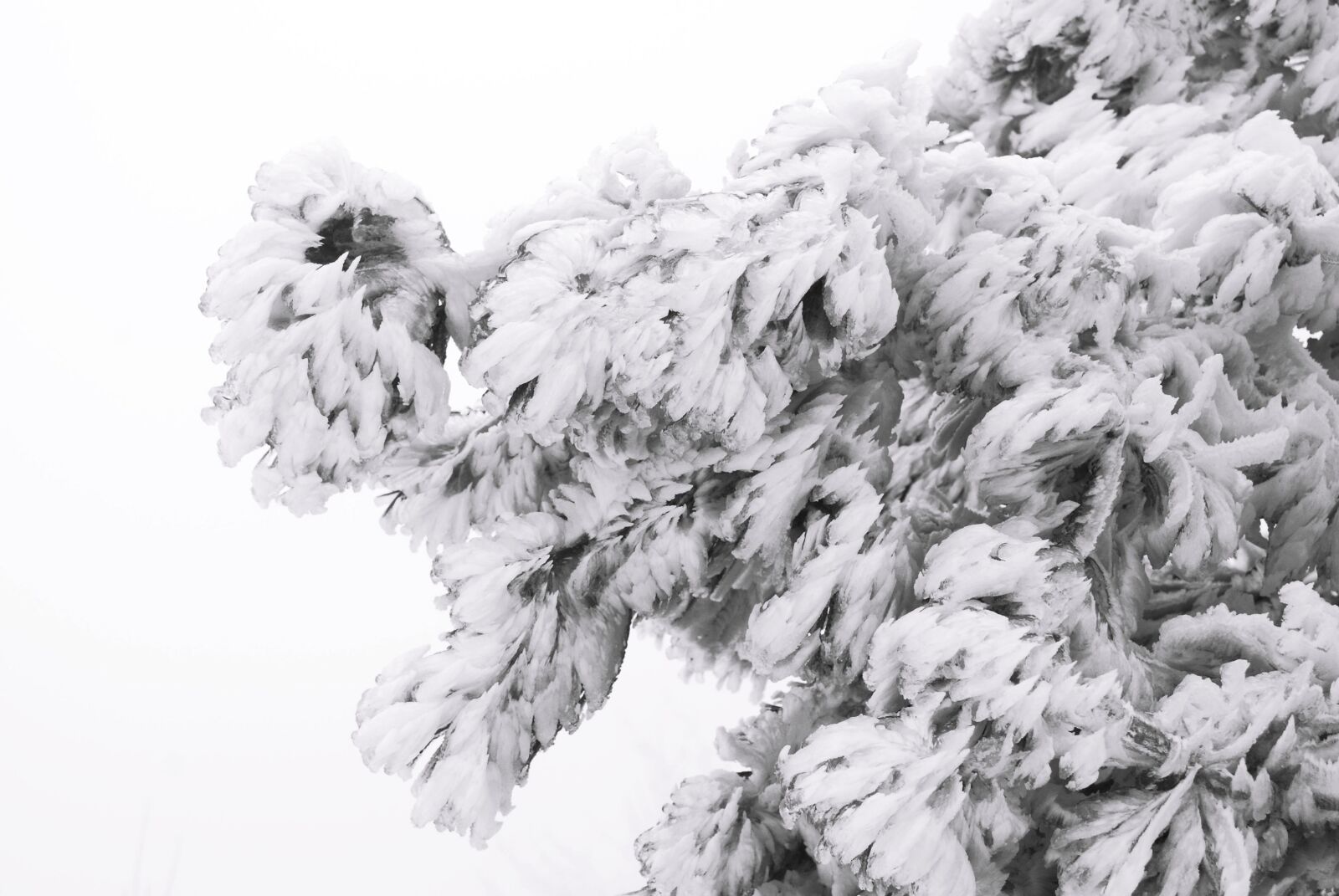 Nikon D60 sample photo. Winter, snow, slovakia photography