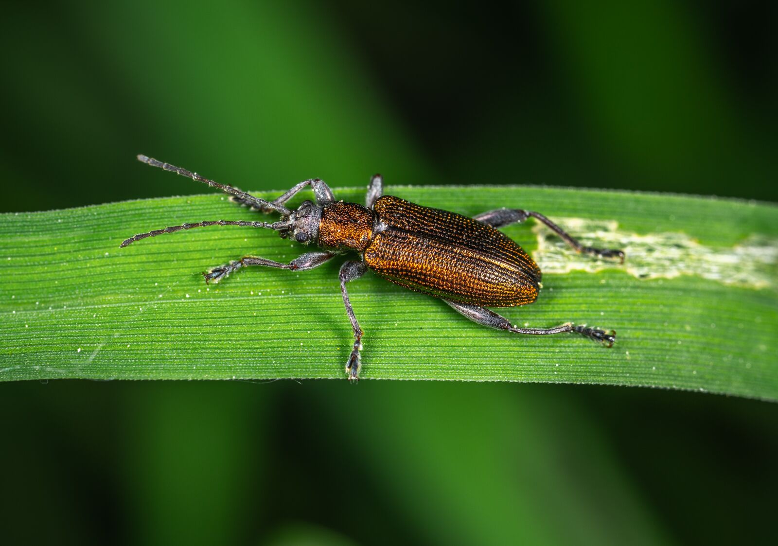 Sony a7R II sample photo. Macro, beetle, coleoptera photography