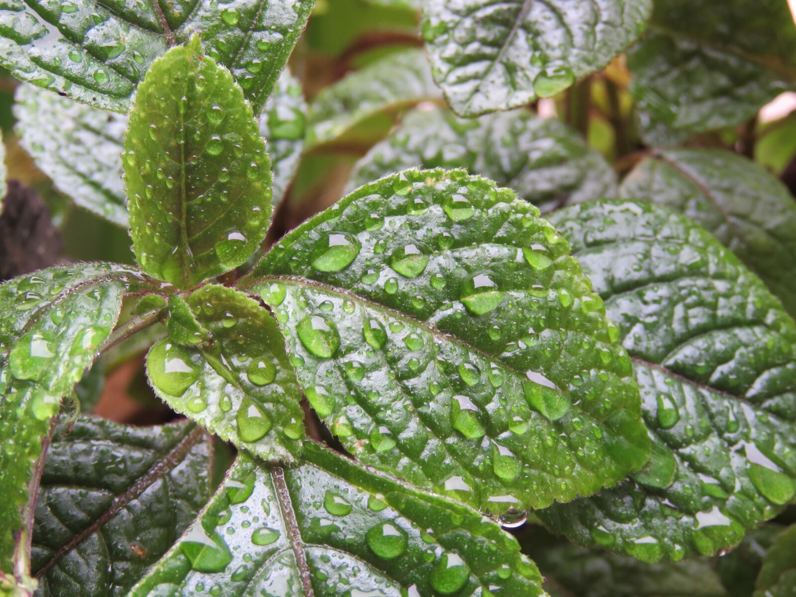 Canon PowerShot SX60 HS sample photo. Droplets, droplet, raindrops photography
