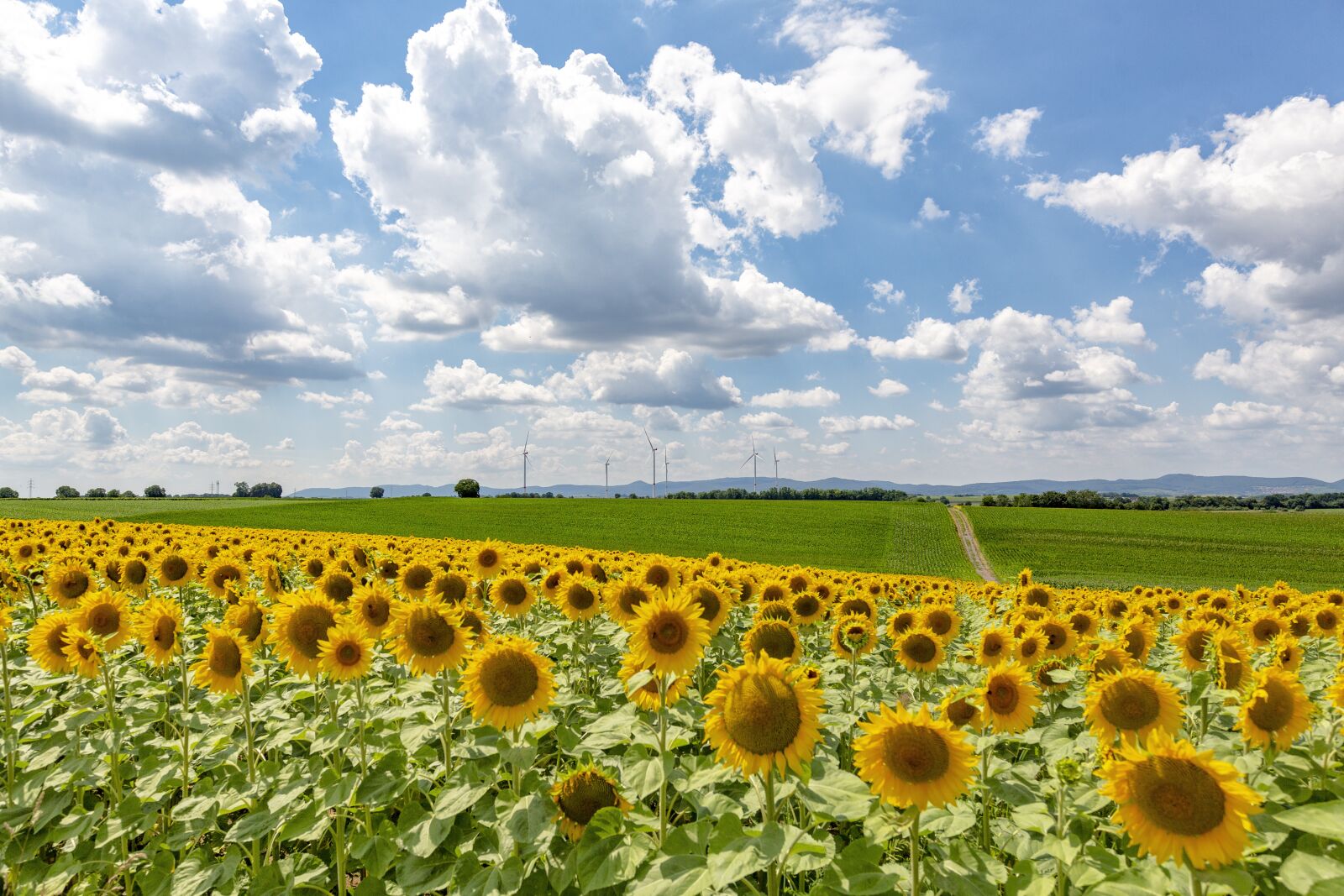 Canon EF 11-24mm F4L USM sample photo. Sunflower field, sunflower, summer photography
