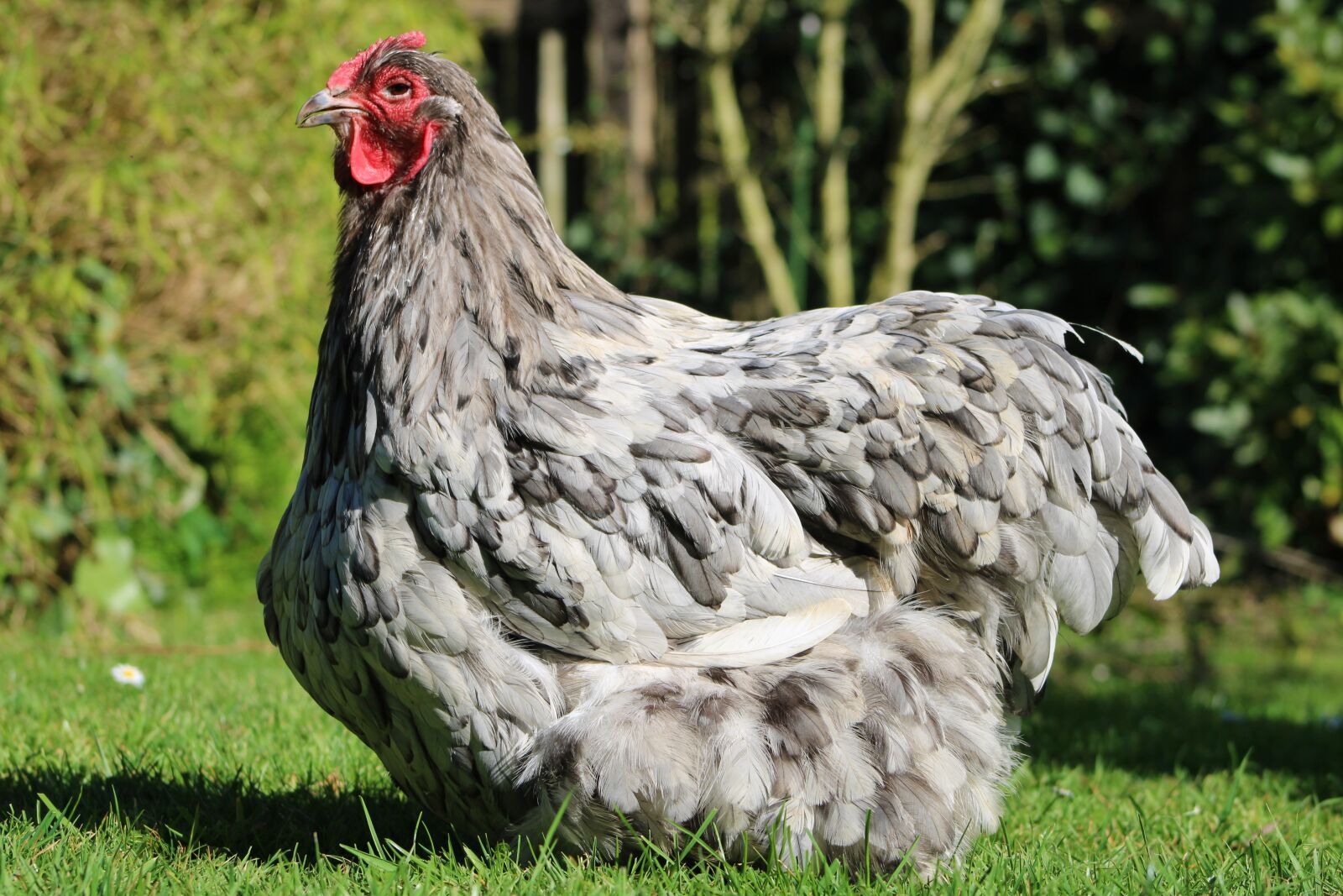 Canon EOS 2000D (EOS Rebel T7 / EOS Kiss X90 / EOS 1500D) sample photo. Chicken, hen, poultry photography