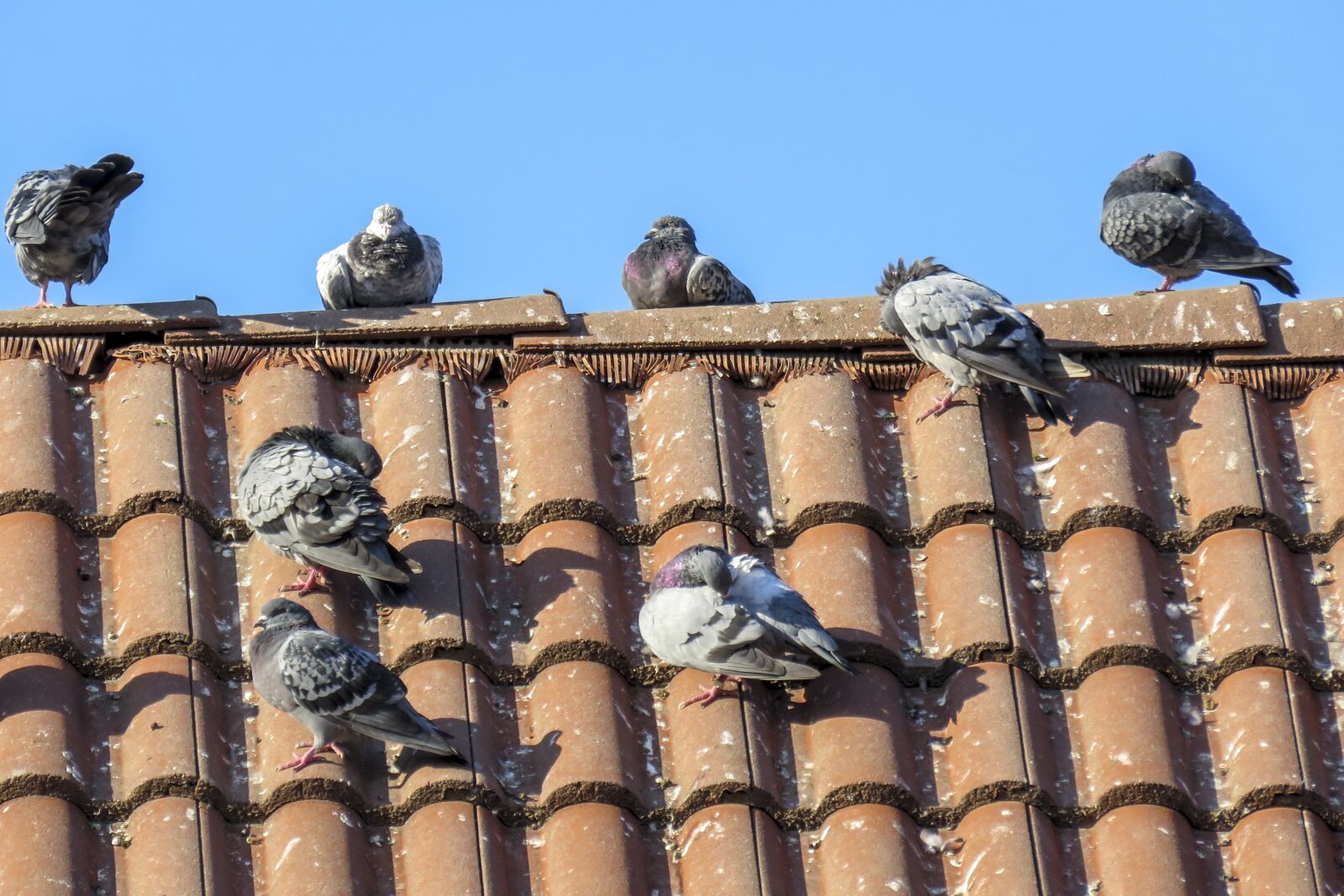 Canon PowerShot SX60 HS sample photo. Dove, birds, roof photography
