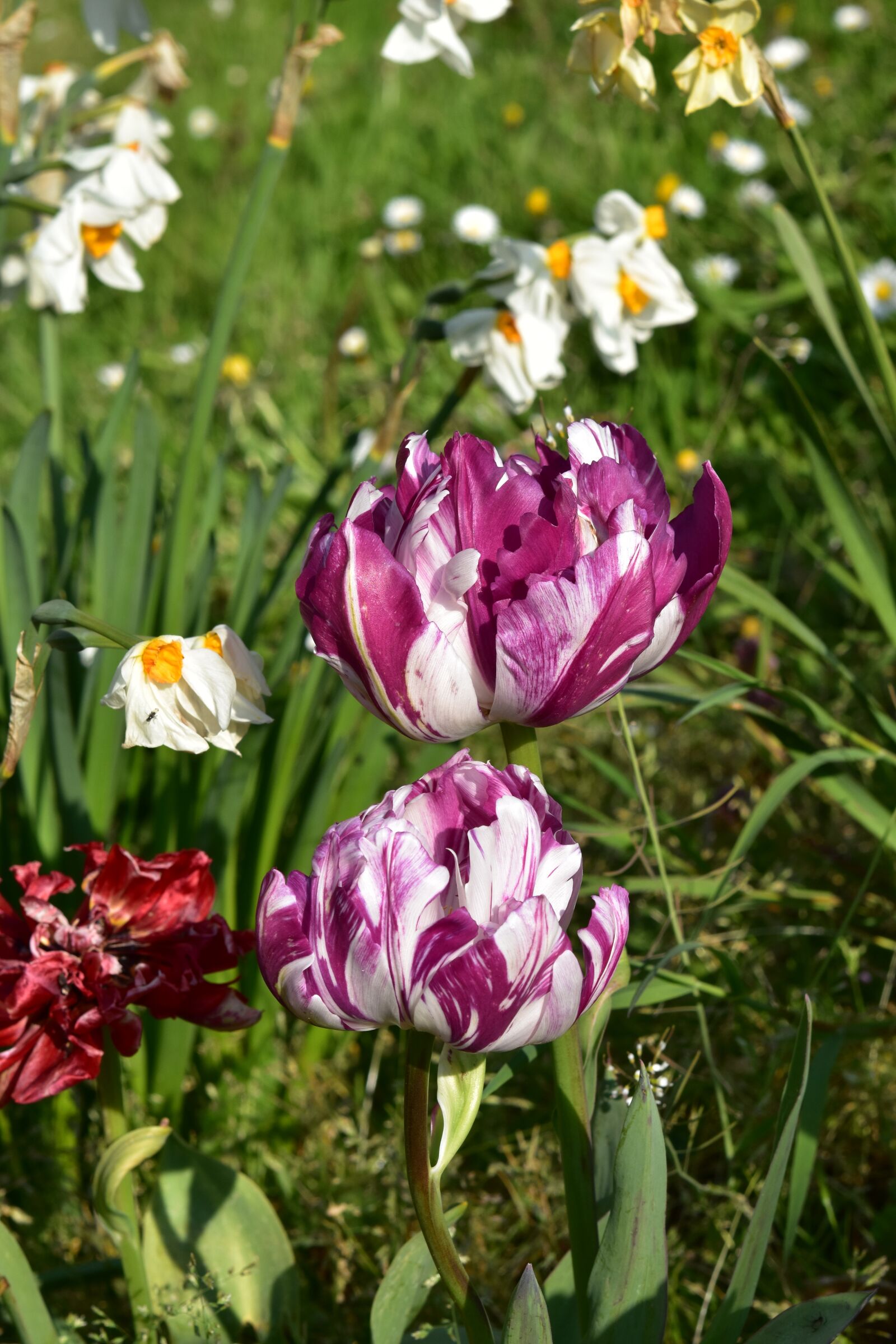 Nikon D5600 sample photo. Tulips, flowers, spring photography