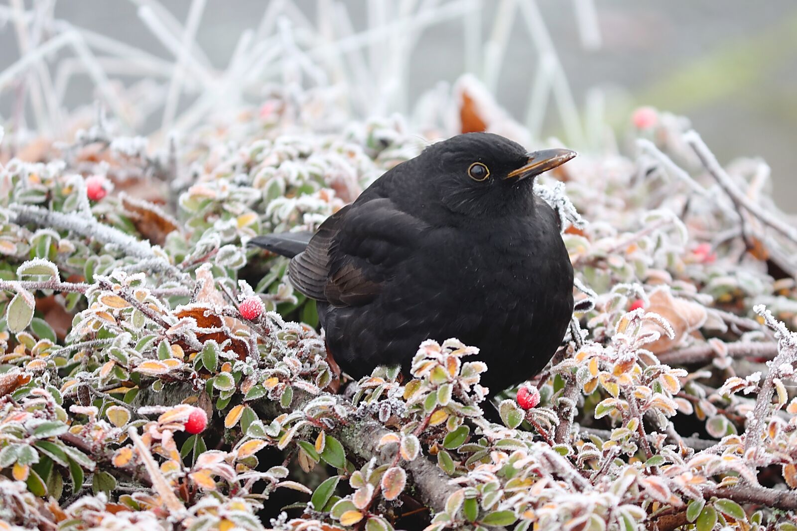 Canon EOS 200D (EOS Rebel SL2 / EOS Kiss X9) sample photo. Blackbird, bird, winter photography