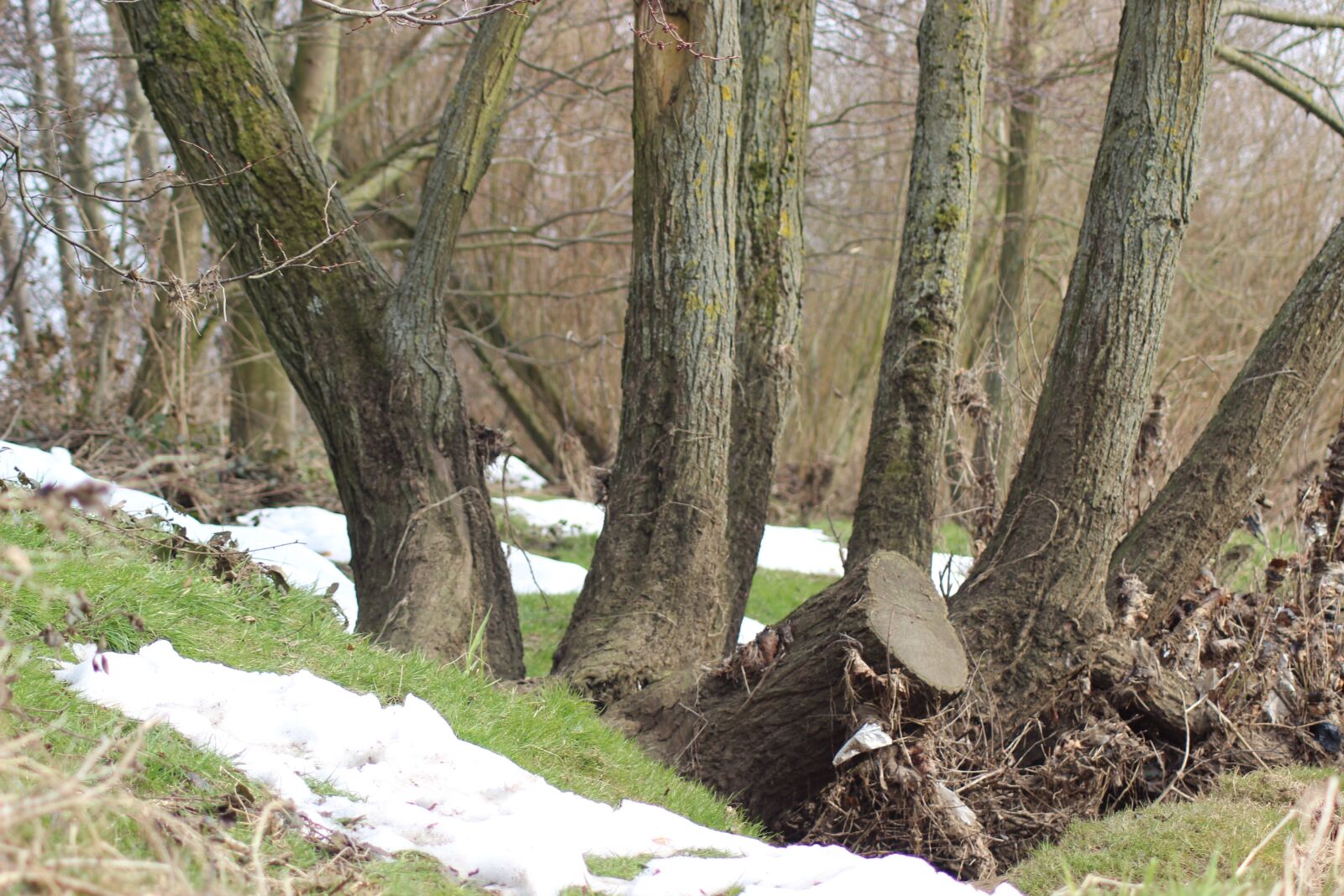 Canon EOS 600D (Rebel EOS T3i / EOS Kiss X5) sample photo. Trees, trunks, winter photography
