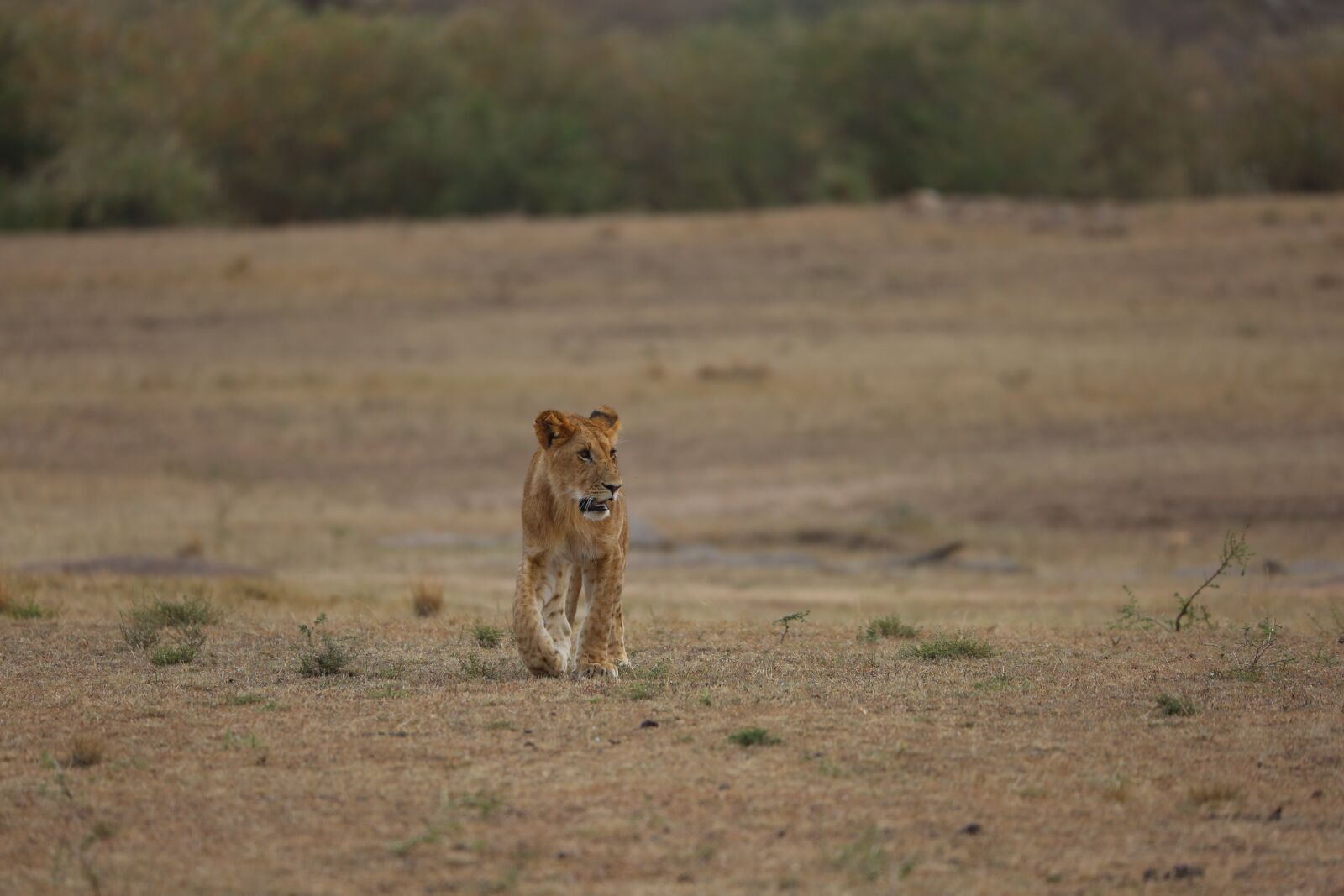 150-600mm F5-6.3 DG OS HSM | Contemporary 015 sample photo. Lion, simba, wildlife photography