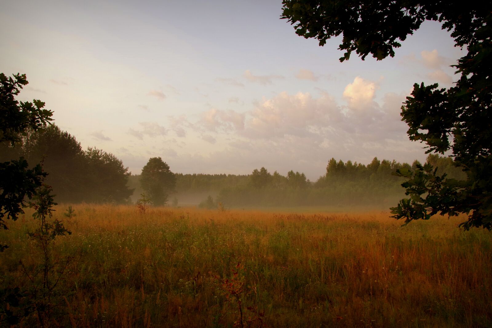 Pentax K-S2 sample photo. Dawn, the fog, forest photography