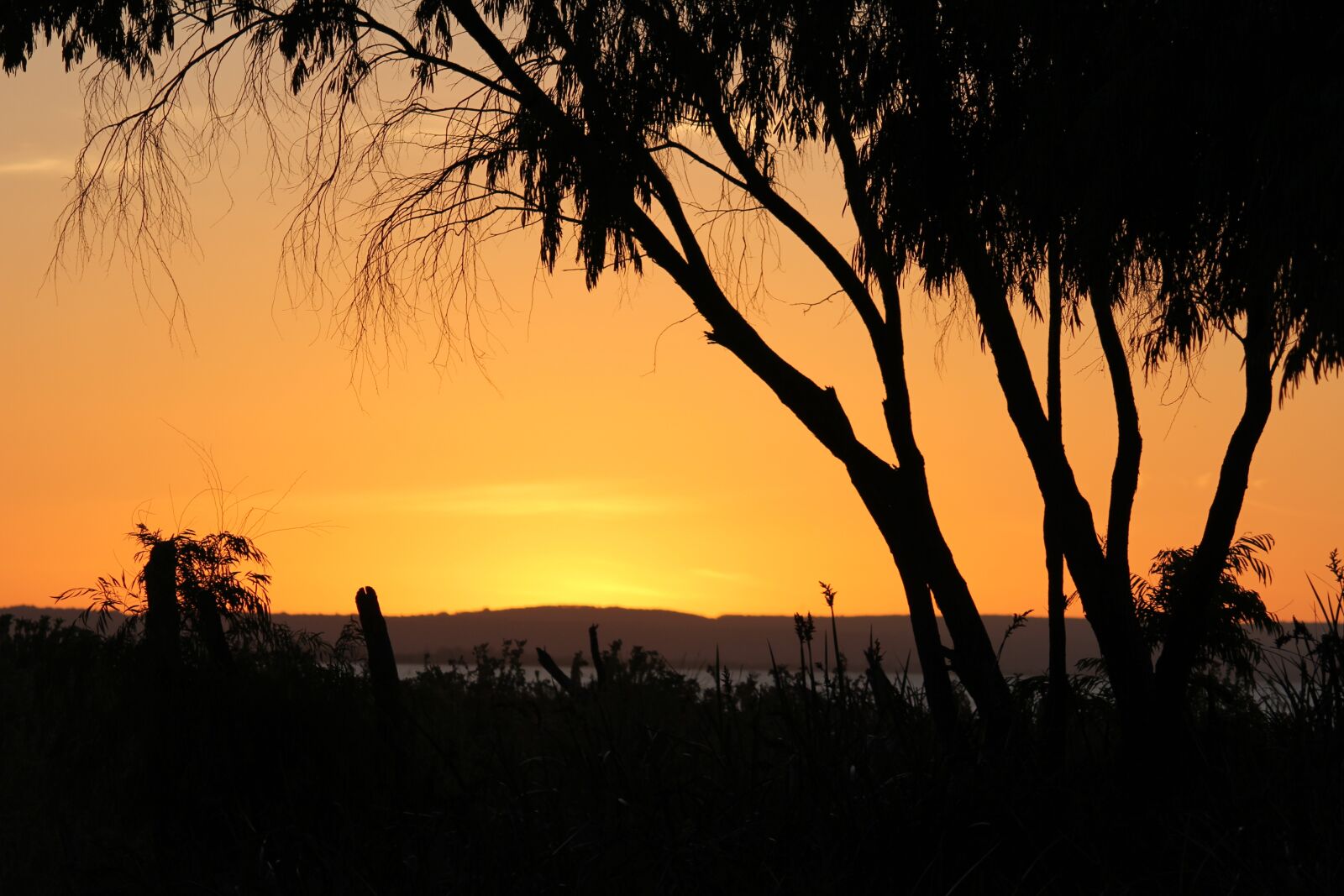 Canon EOS 60D + Canon EF-S 55-250mm F4-5.6 IS sample photo. Sunset, trees, branches photography