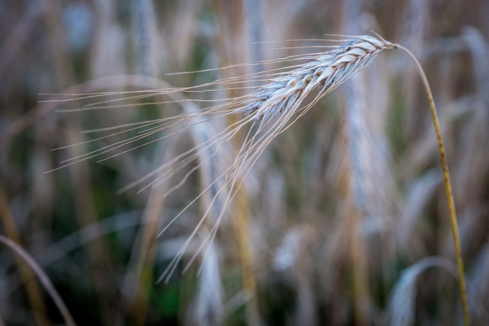 Fujifilm X-T2 sample photo. Barley, wheat, ear photography