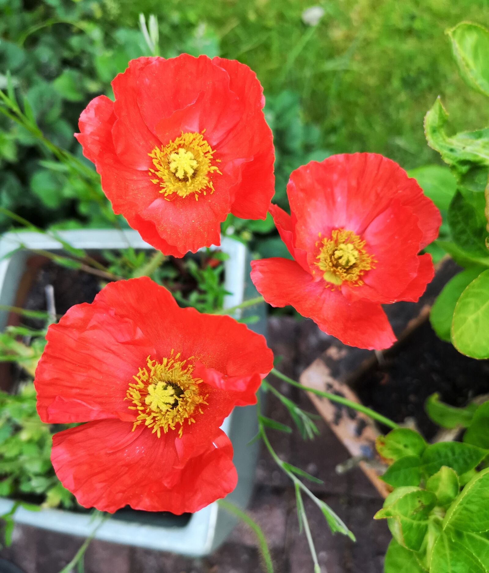 HUAWEI CLT-L09 sample photo. Poppy, poppies, red photography