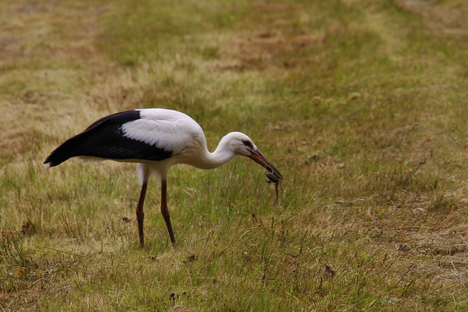 Canon EOS 700D (EOS Rebel T5i / EOS Kiss X7i) sample photo. Stork, eindhoven, gijzenrooi photography