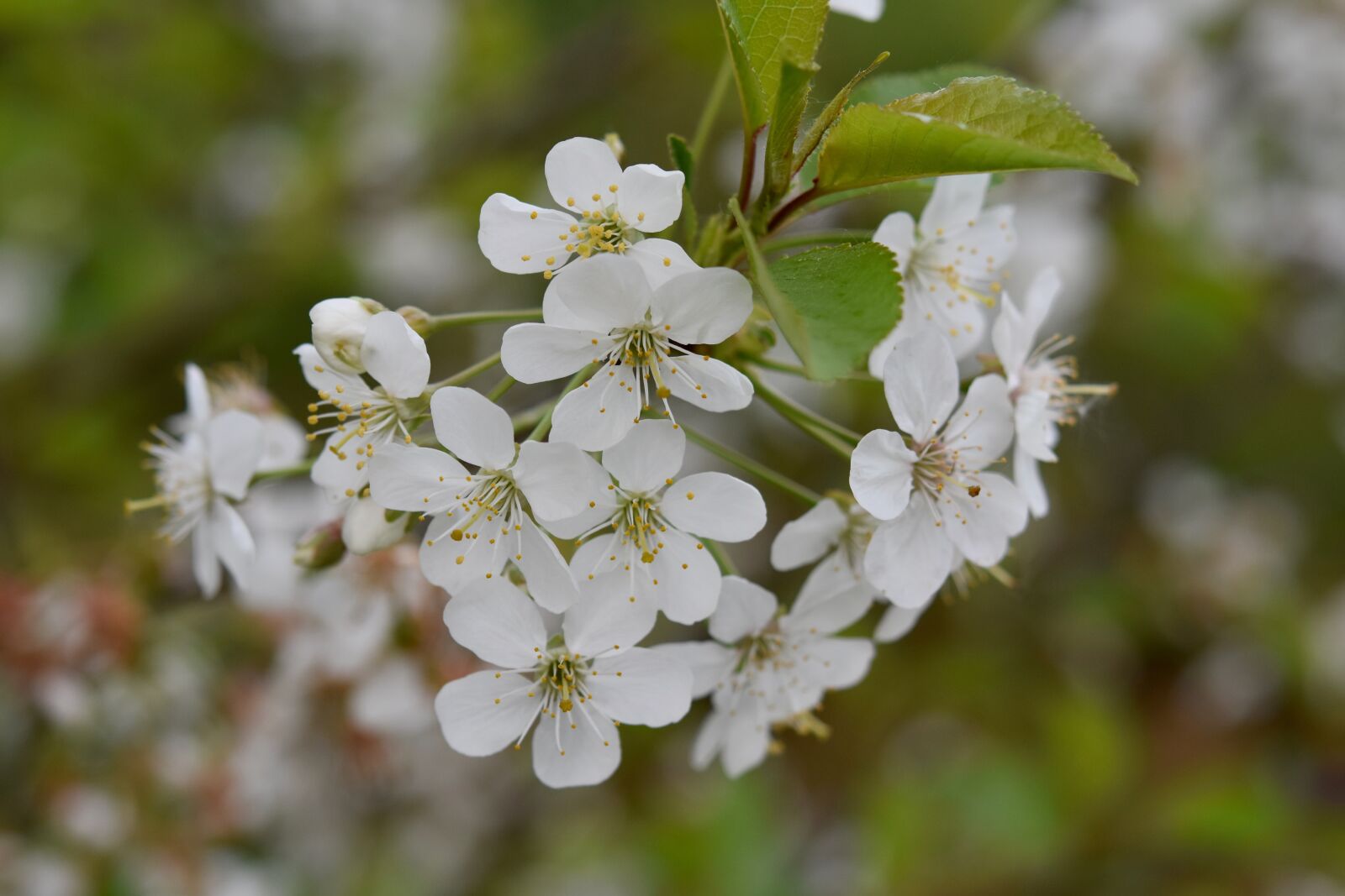 Nikon D5600 sample photo. Flower, white flowers, small photography