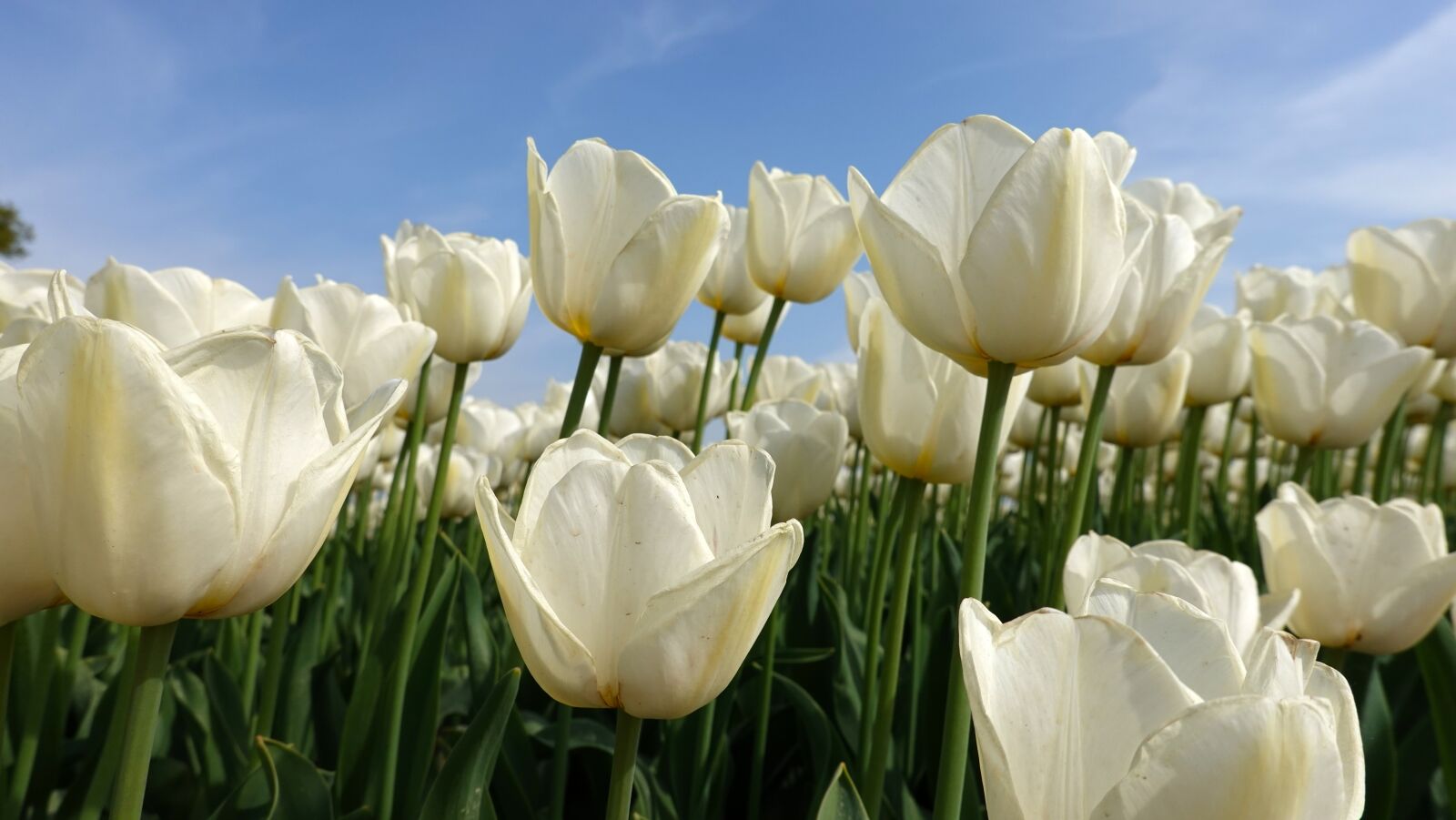 Sony Cyber-shot DSC-RX100 VI sample photo. Tulips, white, tulip fields photography