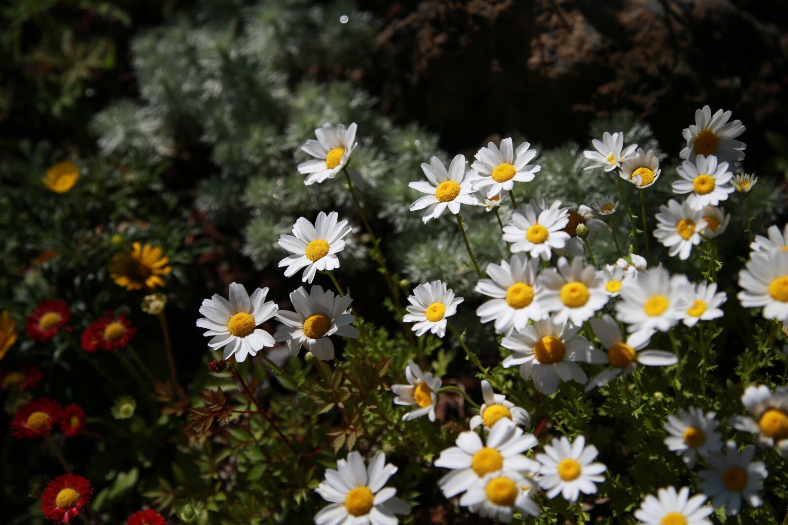 Canon EOS 6D + Canon EF 24-105mm F4L IS USM sample photo. Chrysanthemum, daisy, gujeolcho photography