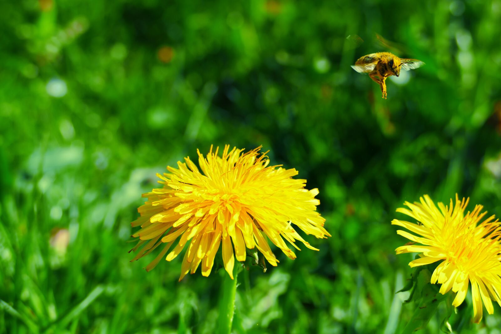 Panasonic Lumix DMC-FZ1000 sample photo. Bee, dandelion, honey bee photography